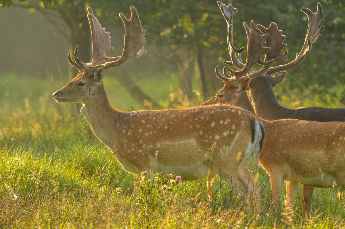 bucks in the forest